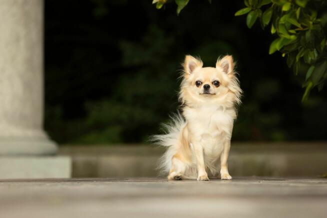 Reproduktor chihuahua długowłosy ZKwP FCI