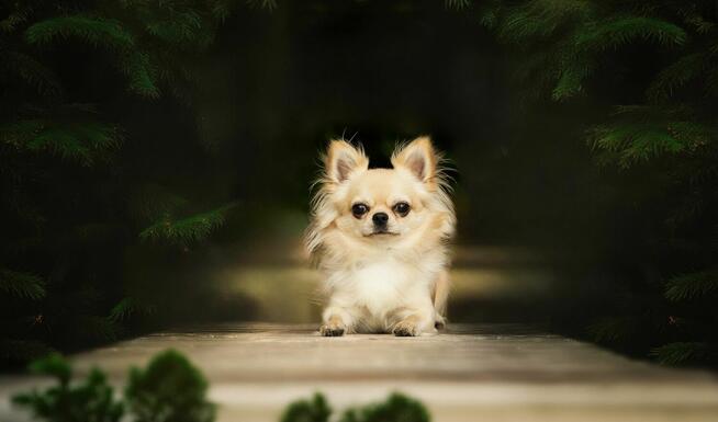 Reproduktor chihuahua długowłosy ZKwP FCI