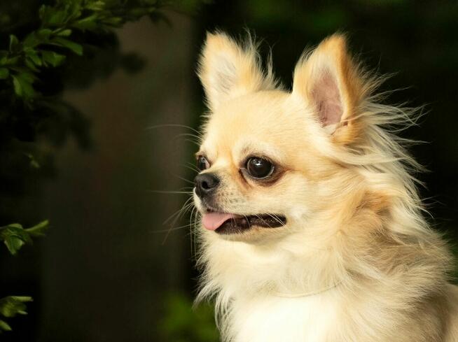 Reproduktor chihuahua długowłosy ZKwP FCI