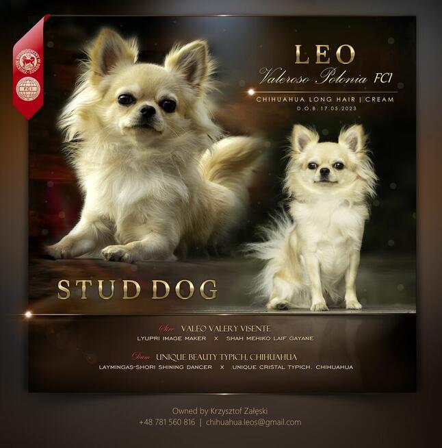 Reproduktor chihuahua długowłosy ZKwP FCI