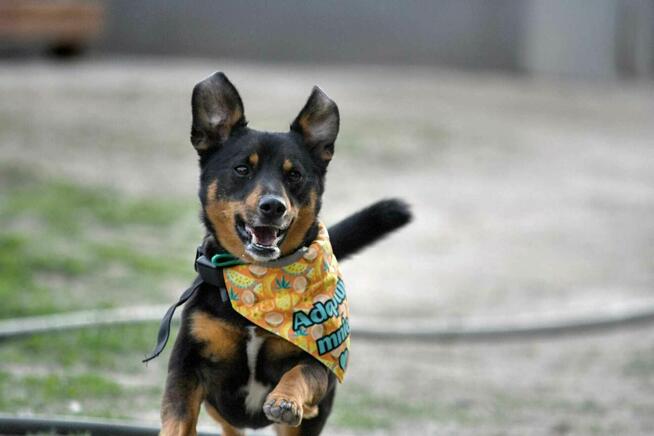 szafir ok.2let. psiak czeka na swojego człowieka TOZ Łódź