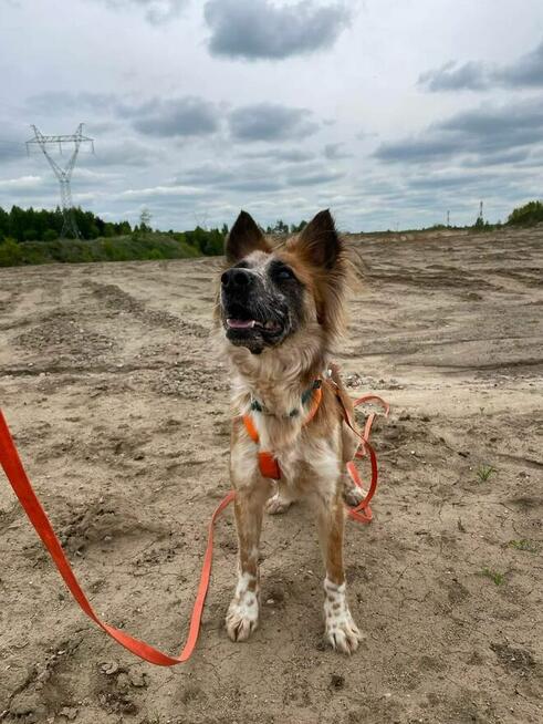 Rufek ok 3 let.kochany piesek czeka na Ciebie TOZ Łódź