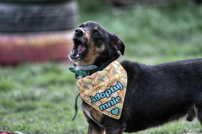 szafir ok.2let. psiak czeka na swojego człowieka TOZ Łódź