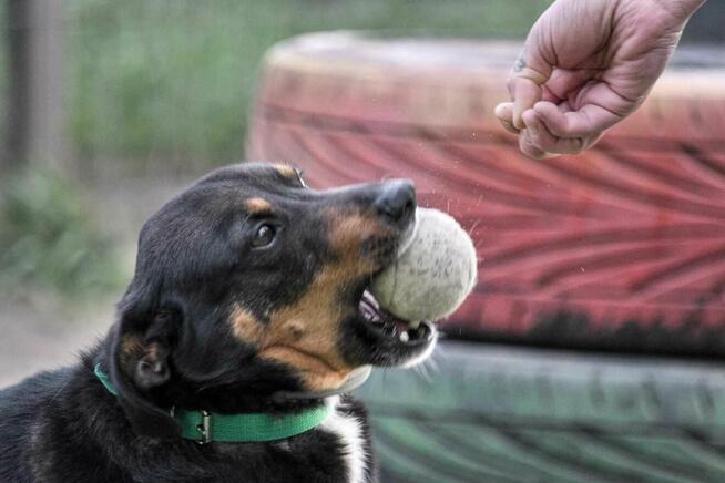 szafir ok.2let. psiak czeka na swojego człowieka TOZ Łódź