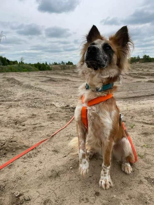 Rufek ok 3 let.kochany piesek czeka na Ciebie TOZ Łódź