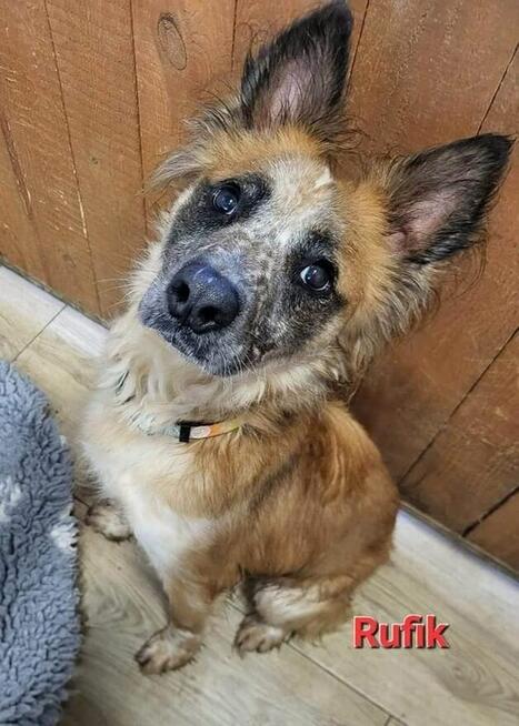 Rufek ok 3 let.kochany piesek czeka na Ciebie TOZ Łódź