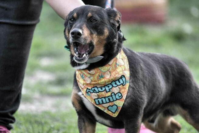 szafir ok.2let. psiak czeka na swojego człowieka TOZ Łódź