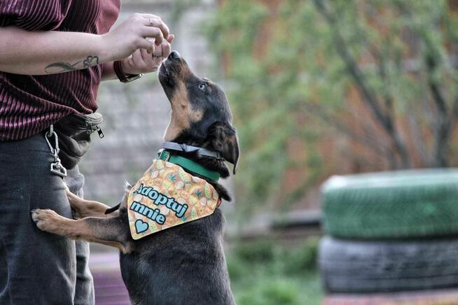 szafir ok.2let. psiak czeka na swojego człowieka TOZ Łódź