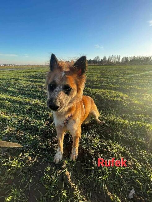 Rufek ok 3 let.kochany piesek czeka na Ciebie TOZ Łódź