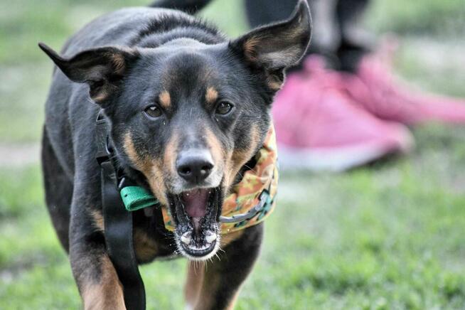 szafir ok.2let. psiak czeka na swojego człowieka TOZ Łódź