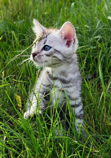 2 Srebrne Tygrysy bliźniaki ! Kot bengalski Silver kocurek