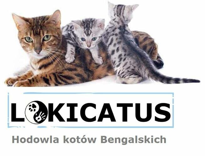 2 Srebrne Tygrysy bliźniaki ! Kot bengalski Silver kocurek