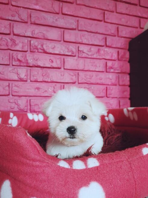 REZERWACJA **SUCZKA PIESEK** MINI Maltańczyk Hodowla domowa