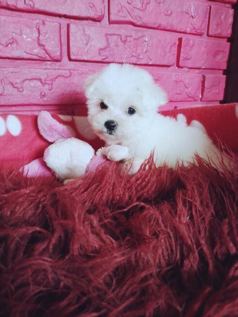 REZERWACJA **SUCZKA PIESEK** MINI Maltańczyk Hodowla domowa