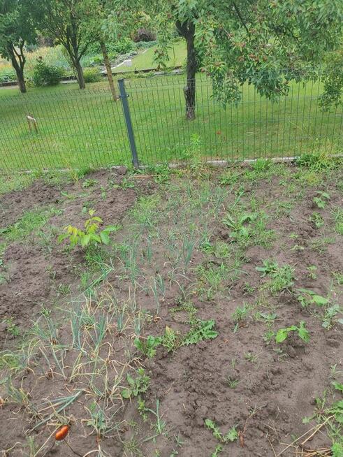 Atrakcyjna Dzialka rod