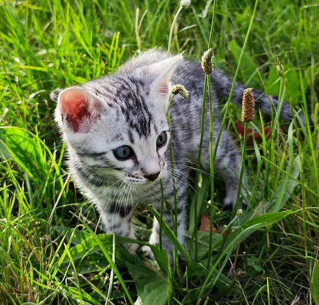 2 Srebrne Tygrysy bliźniaki ! Kot bengalski Silver kocurek