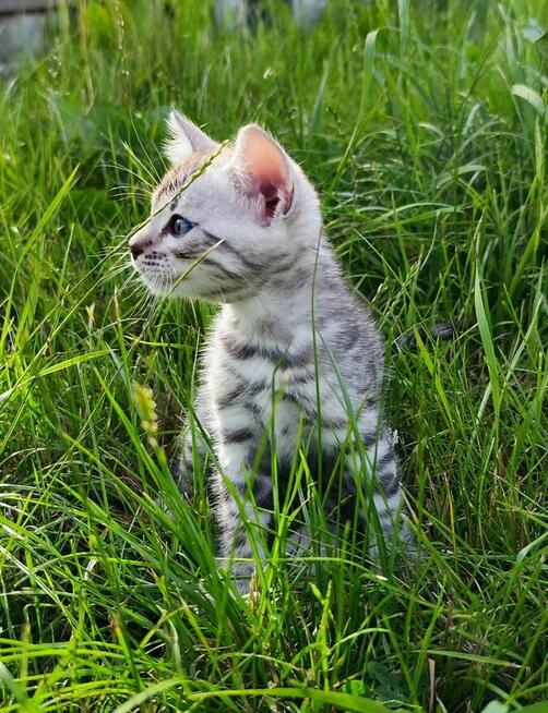 2 Srebrne Tygrysy bliźniaki ! Kot bengalski Silver kocurek