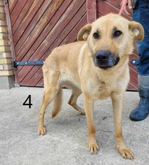 Pilne!! Uratujmy pieski z mordowni, dajcie szansę Bezdomniak