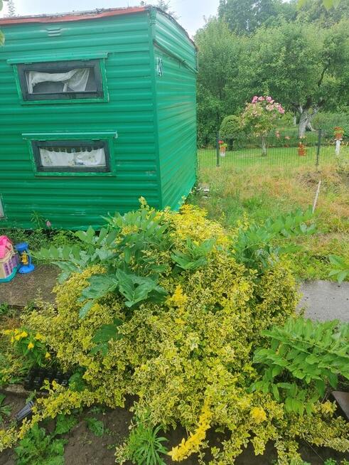 Atrakcyjna Dzialka rod