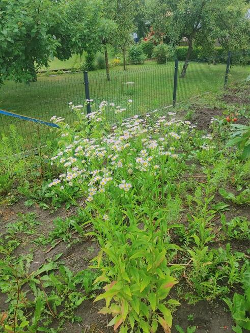 Atrakcyjna Dzialka rod