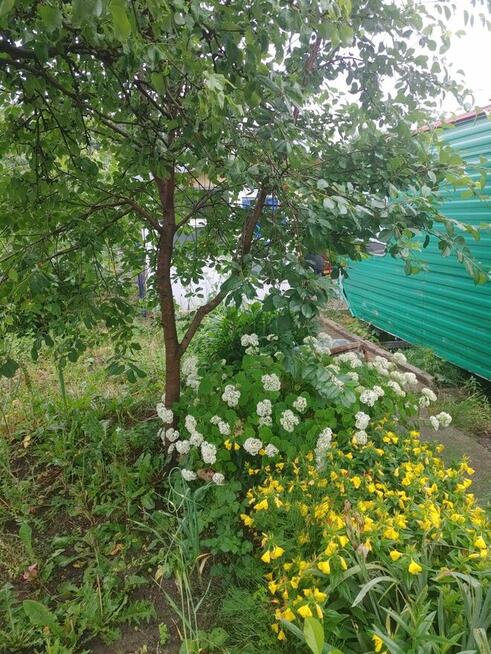 Atrakcyjna Dzialka rod