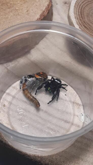 Skakun królewski L4/ L5/ L6 phidippus regius SOROA