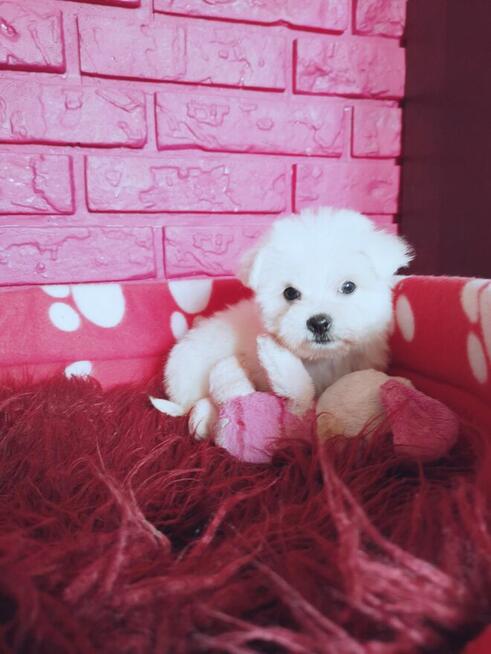 REZERWACJA **SUCZKA PIESEK** MINI Maltańczyk Hodowla domowa