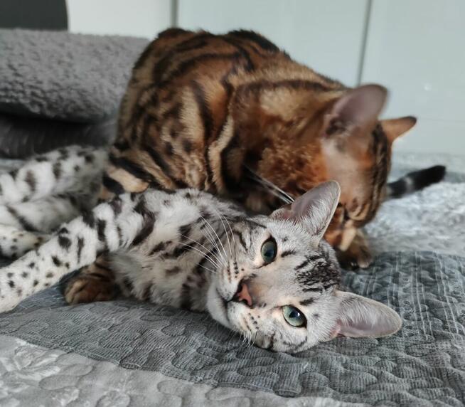 2 Srebrne Tygrysy bliźniaki ! Kot bengalski Silver kocurek