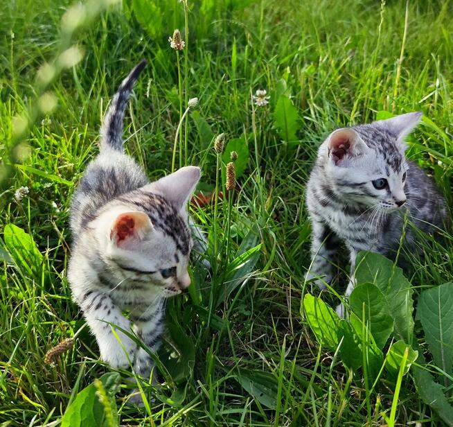 2 Srebrne Tygrysy bliźniaki ! Kot bengalski Silver kocurek