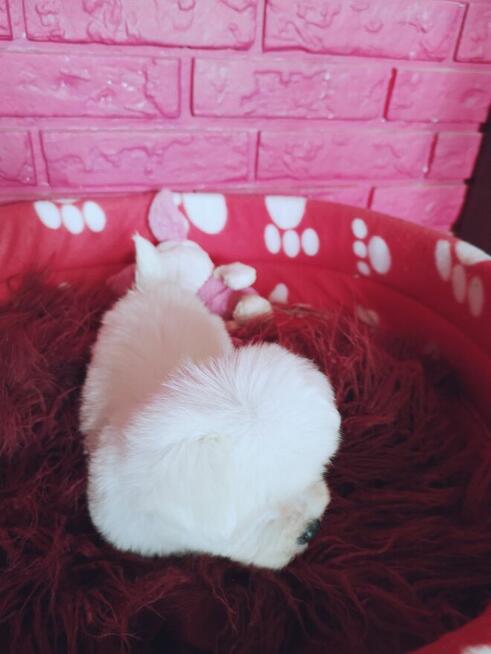 REZERWACJA **SUCZKA PIESEK** MINI Maltańczyk Hodowla domowa