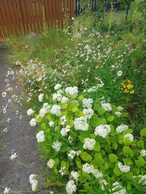 Atrakcyjna Dzialka rod