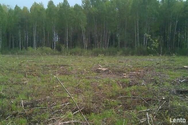 Zlecę USŁUGI LEŚNE i plantowania terenu