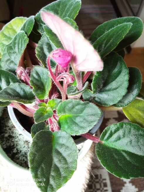 Piękny duży fiołek obficie kwitnący i ...