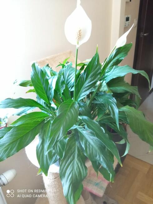 Piękny duży fiołek obficie kwitnący i ...