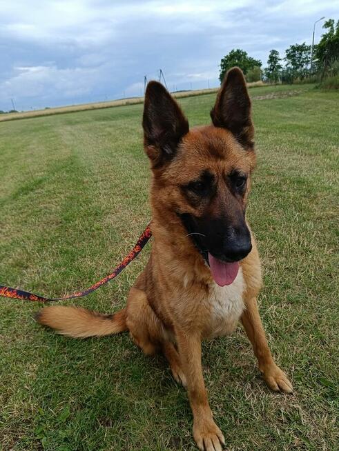 Kama sunia ok 5/6.let w typ.Owczarka Belgijskiego Hanna Kir.