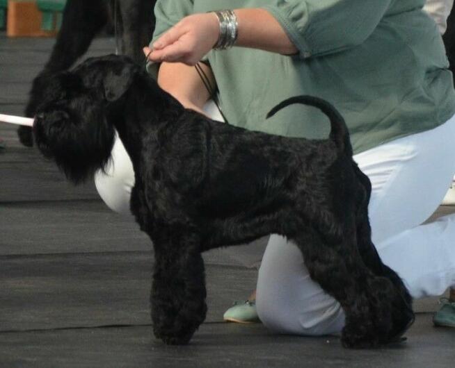 Sznaucer Miniaturowy Czarny ZKwP