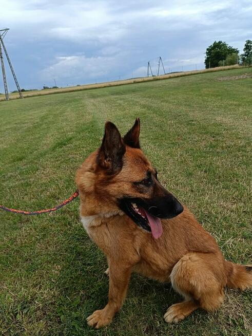 Kama sunia ok 5/6.let w typ.Owczarka Belgijskiego Hanna Kir.