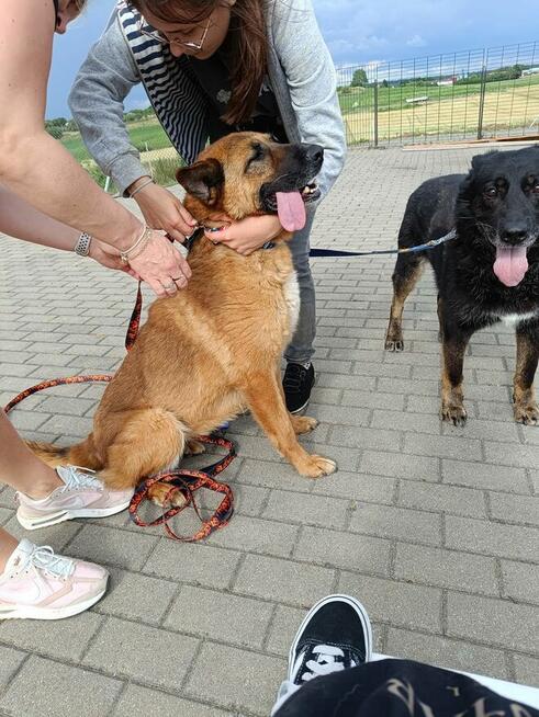 Kama sunia ok 5/6.let w typ.Owczarka Belgijskiego Hanna Kir.