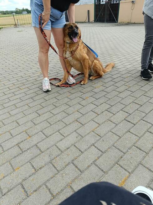 Kama sunia ok 5/6.let w typ.Owczarka Belgijskiego Hanna Kir.