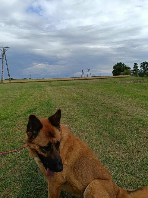 Kama sunia ok 5/6.let w typ.Owczarka Belgijskiego Hanna Kir.