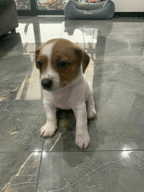 Jack Russell terrier szczeniak