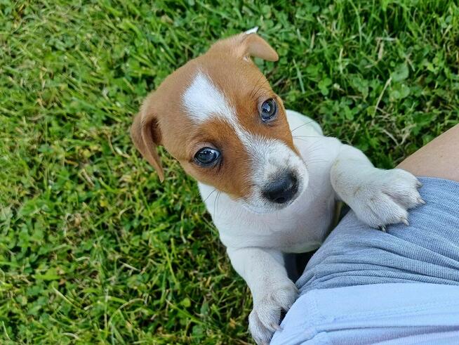 Jack Russell terrier szczeniak