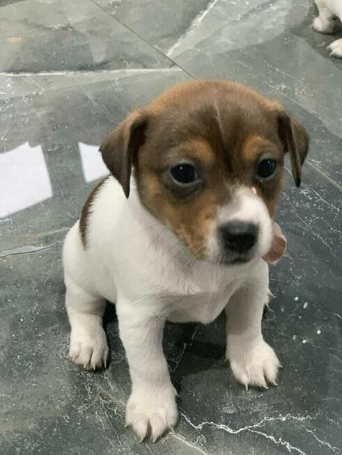 Jack Russell terrier szczeniak