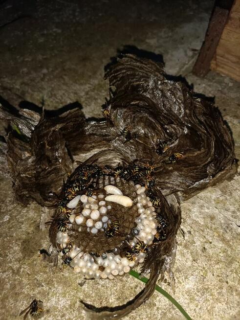 Usuwanie gniazd owadów