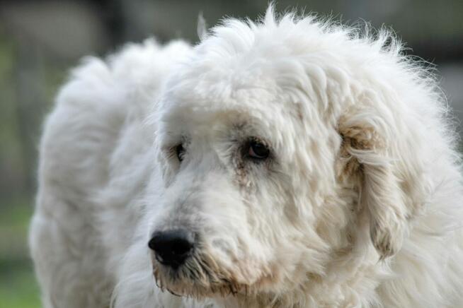 Jurek i Bella ok. 5 let.psiaki w typie rasy jużak TOZ Łódź