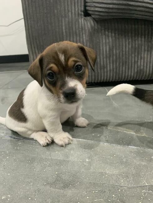Jack Russell terrier szczeniak