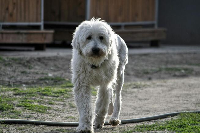 Jurek i Bella ok. 5 let.psiaki w typie rasy jużak TOZ Łódź