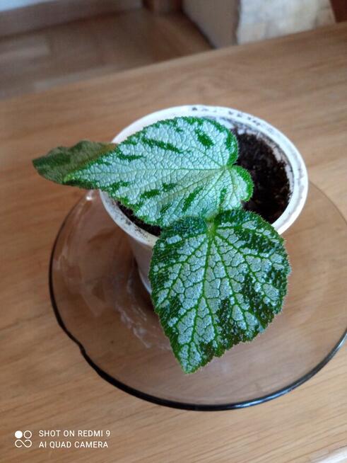 Begonia Silver Jewel-begonia zebra