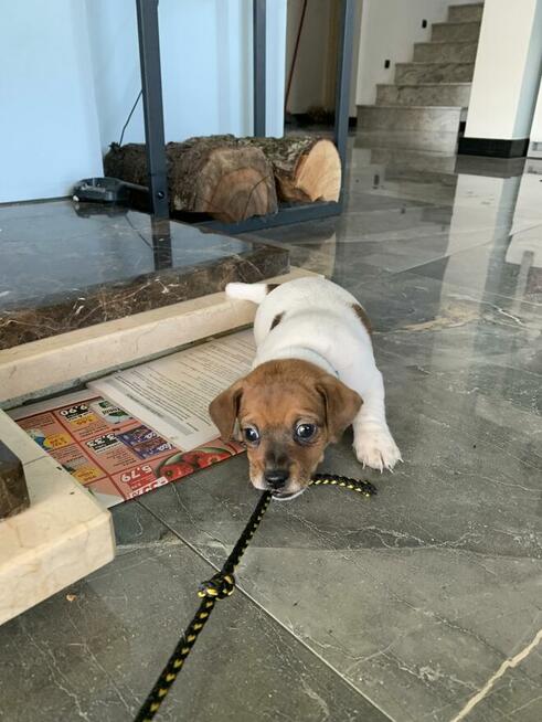 Jack Russell terrier szczeniak