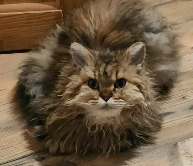 23.06.24 R. ZAGINĄŁ KOT OŁAWA